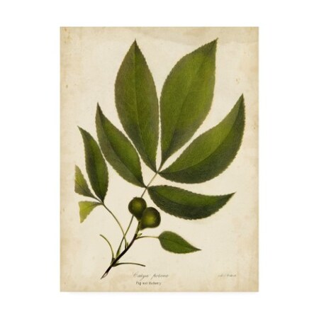 Trademark Fine Art John Torrey 'Pig Nut Hickory Tree Foliage' Canvas Art, 14x19 WAG11544-C1419GG